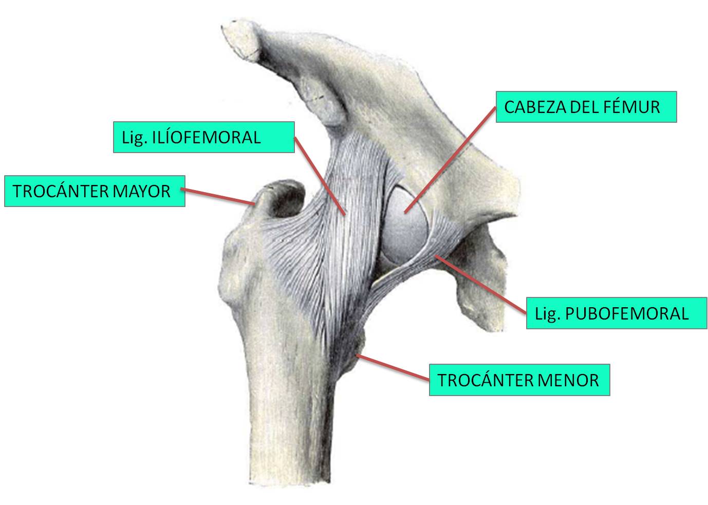 Cintura pélvica - Osteología del MI, Slides de Anatomia