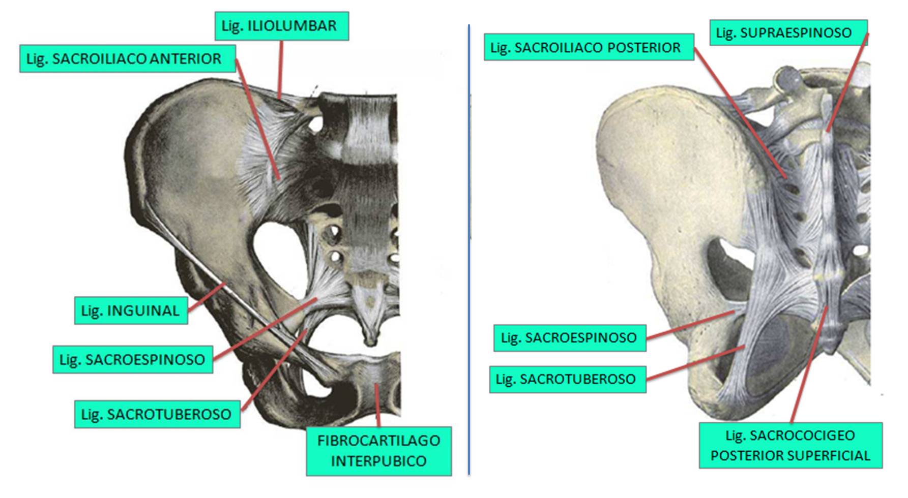 Pickering Cliente Pavimentación ANATOMÍA DE LA CINTURA PÉLVICA Fisioterapia Osteopatía Barcelona - CENTRO  MÉDICO TERAPÉUTICO