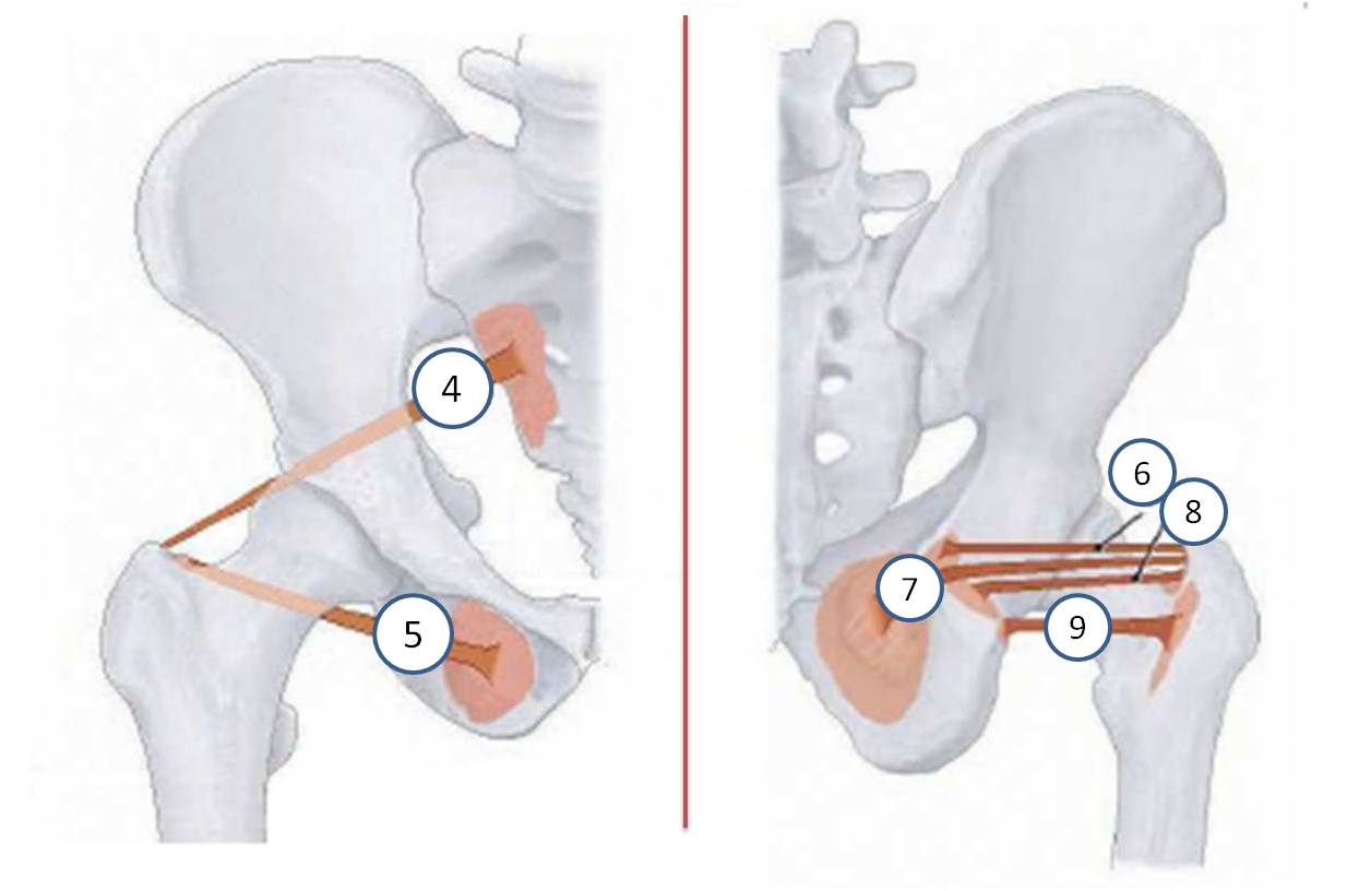 Blog de Fisioterapia - #Anatomia, cintura pelvica masculina