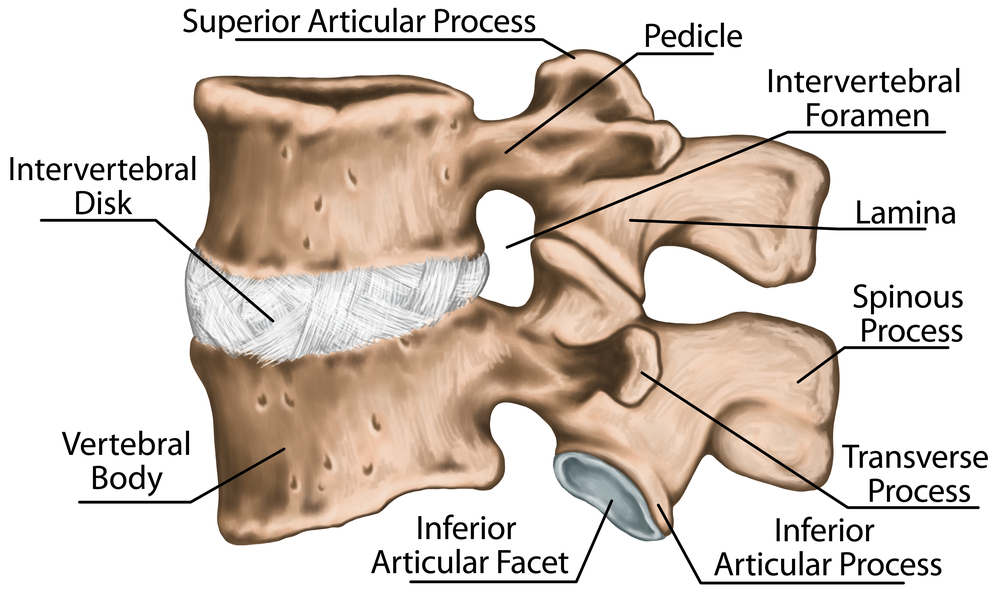 dureri abdominale și dureri la nivelul articulațiilor